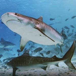 Tiger shark