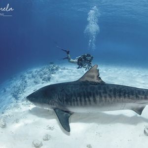 Tiger shark