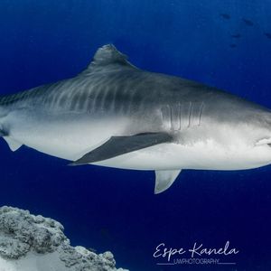 Tiger shark