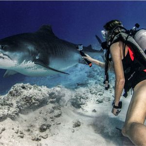 Tiger shark