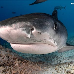 Tiger shark