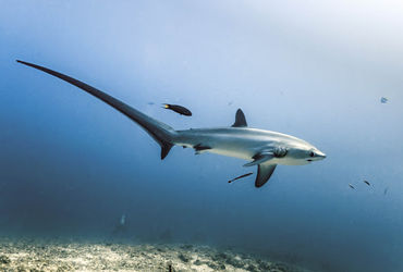 Combo Shark Package 2 - 8 Nights + 16 Dives