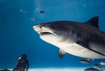 Combo Shark Package 6 - 12 Nights + 28 Dives