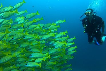 Adventure Package Dhangethi - 06 Nights + 12 Dives