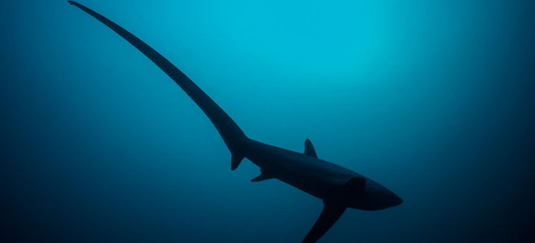 THRESHER SHARKS