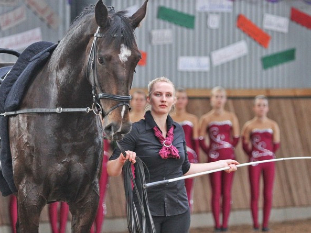 Bild zum Projekt Pferdesport ohne Pferd