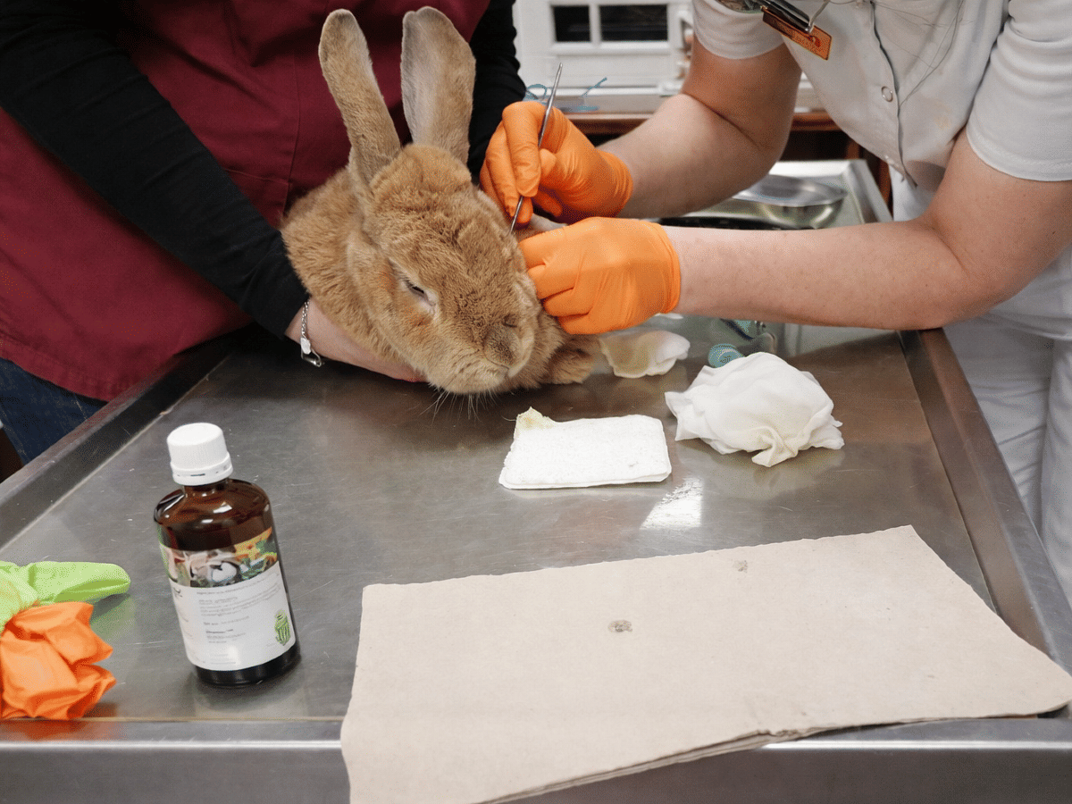 Bild zum Projekt Die Kaninchenhilfe Nordfriesland braucht Unterstützung bei den Tierarztkosten