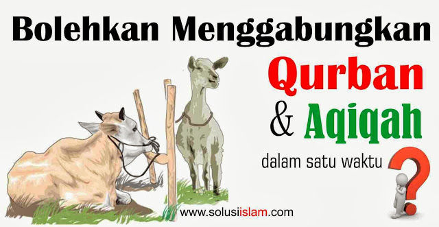 Hukum Satu Ekor Kambing Dengan Dua Niat Aqiqah Dan Qurban