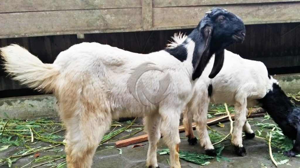 Berqurban Untuk Orang Yang Sudah Wafat | TanyaSyariah.com