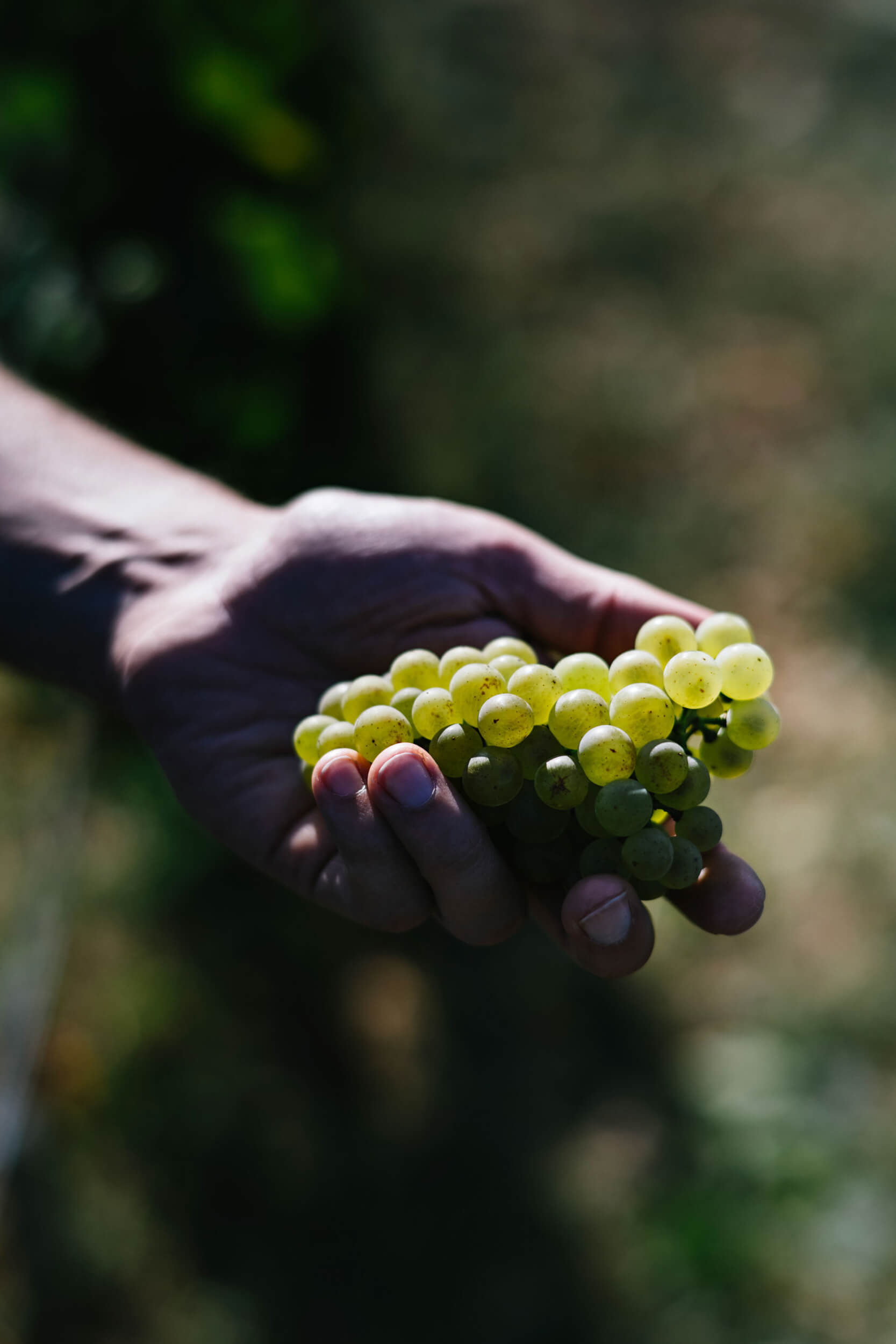 Meursault - Domaine Chanson