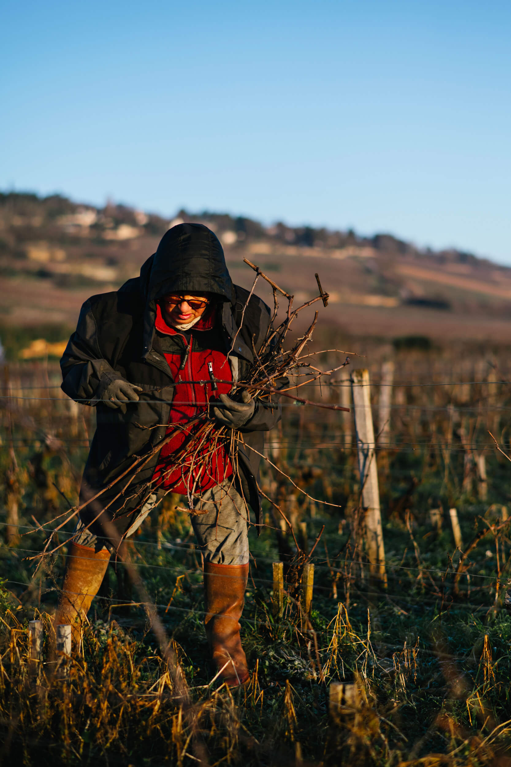 Taille des vignes au Domaine Chanson