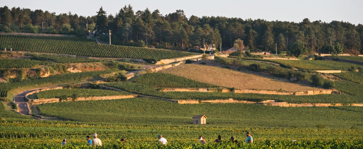 Domaine Chanson - Domaine Chanson