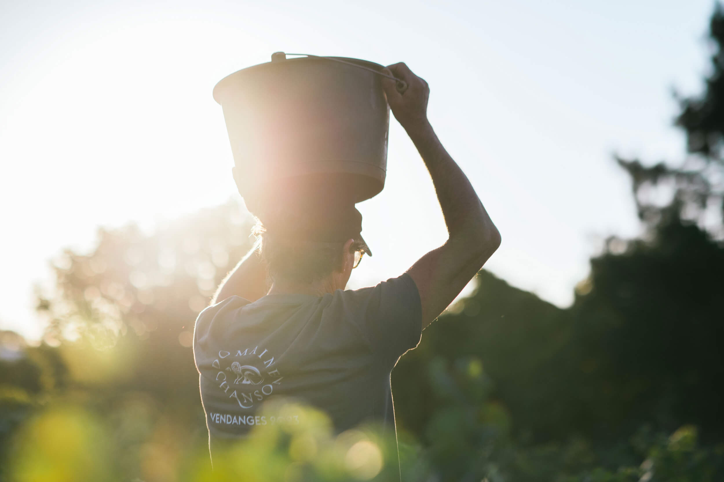 Le vignoble - Domaine Chanson