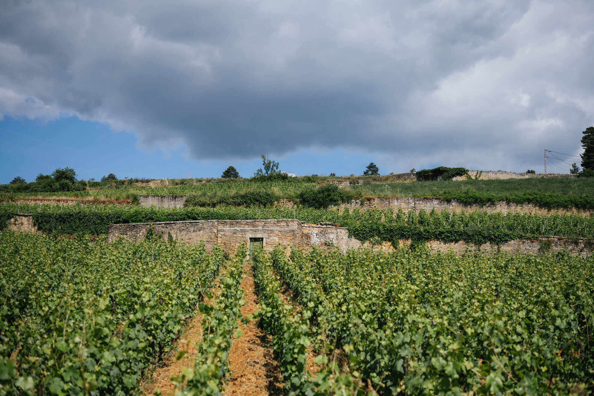 Le vignoble - Domaine Chanson