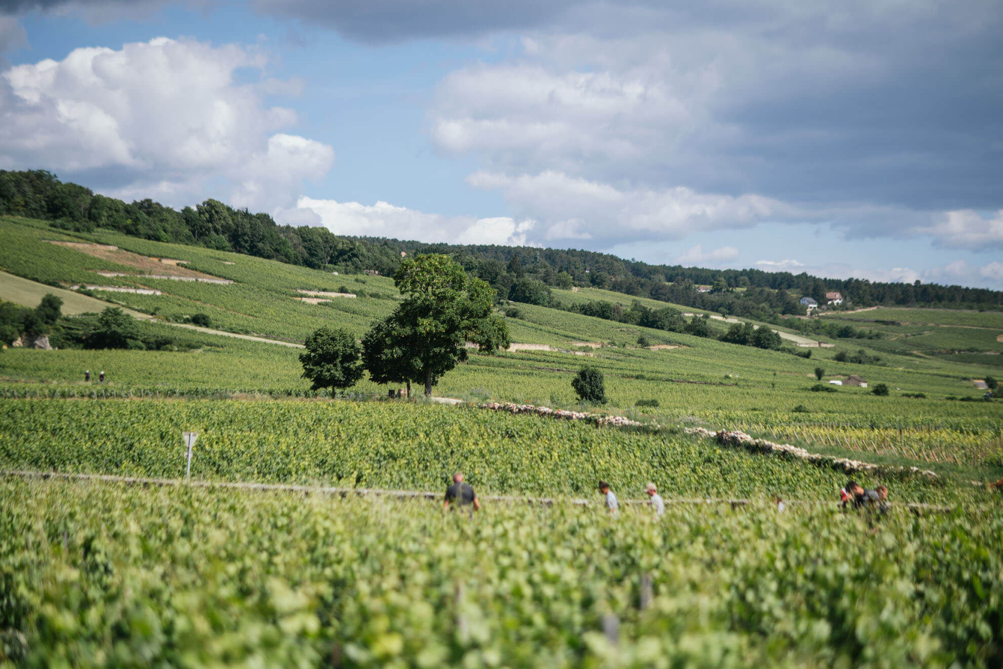 Auxey-Duresses - Domaine Chanson