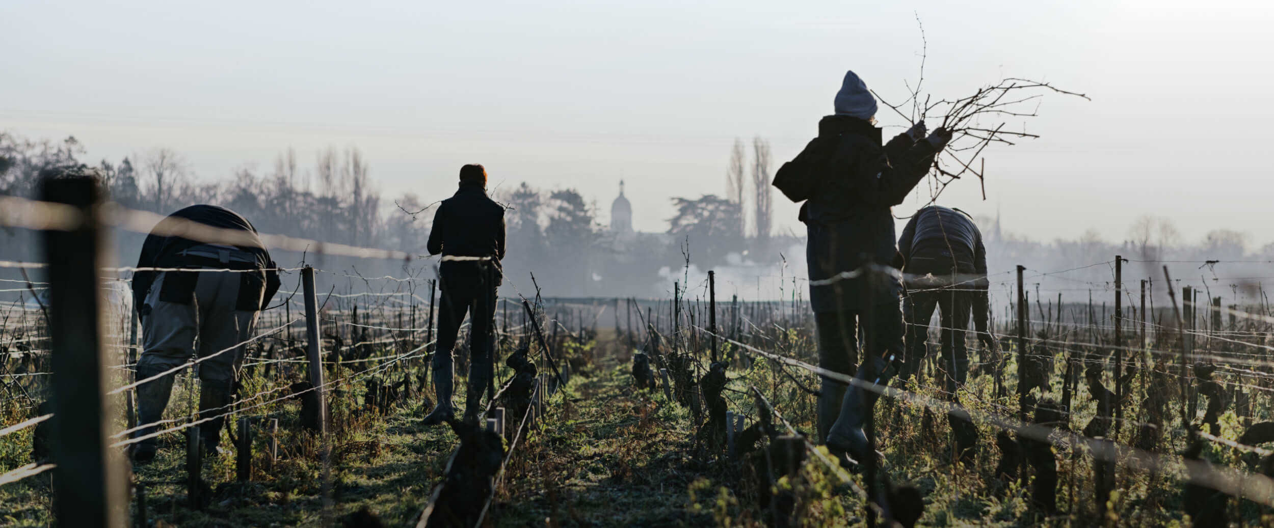 Les vendangeurs dans les vignes en hiver au Domaine Chanson
