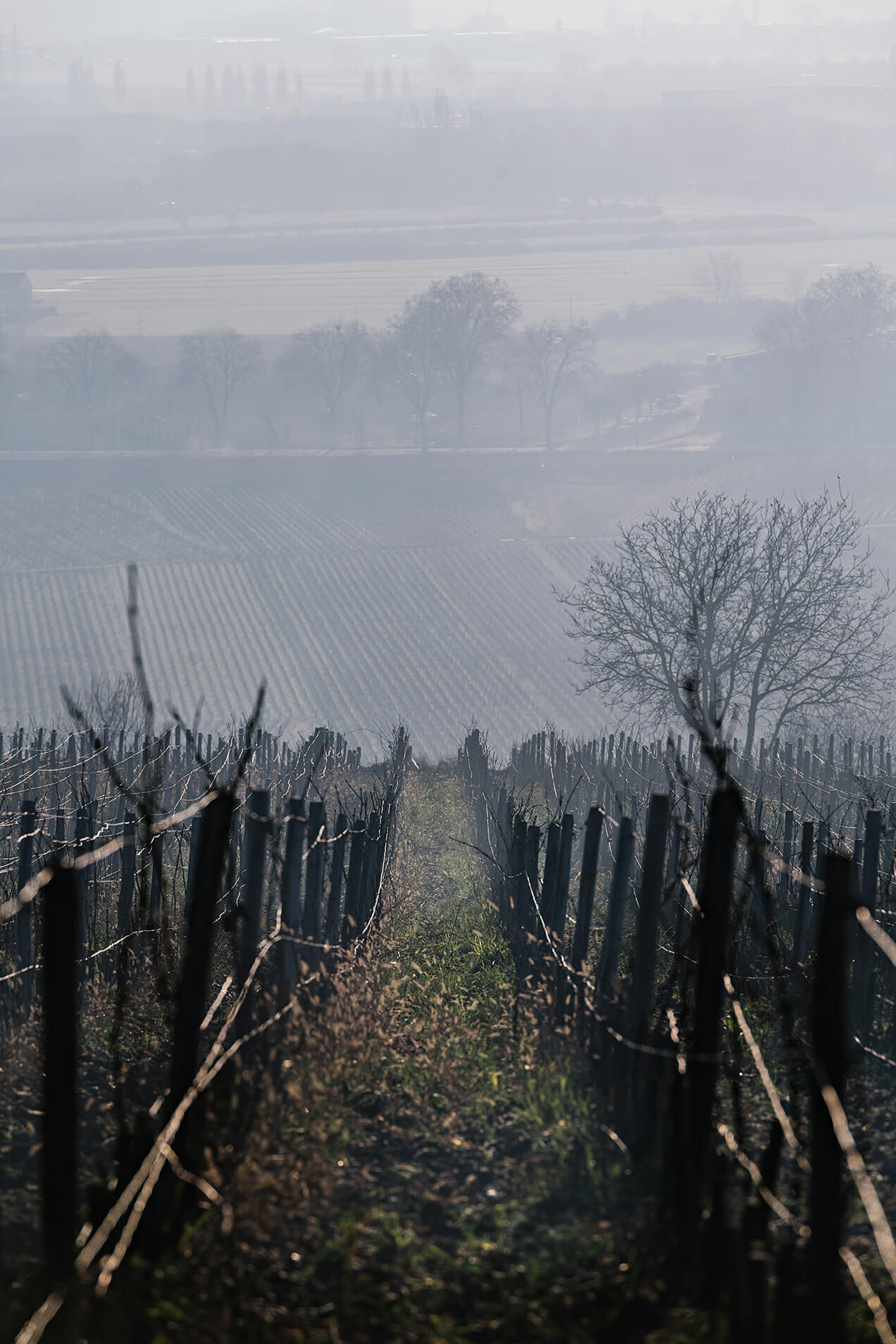 Clos de Vougeot Grand Cru - Domaine Chanson