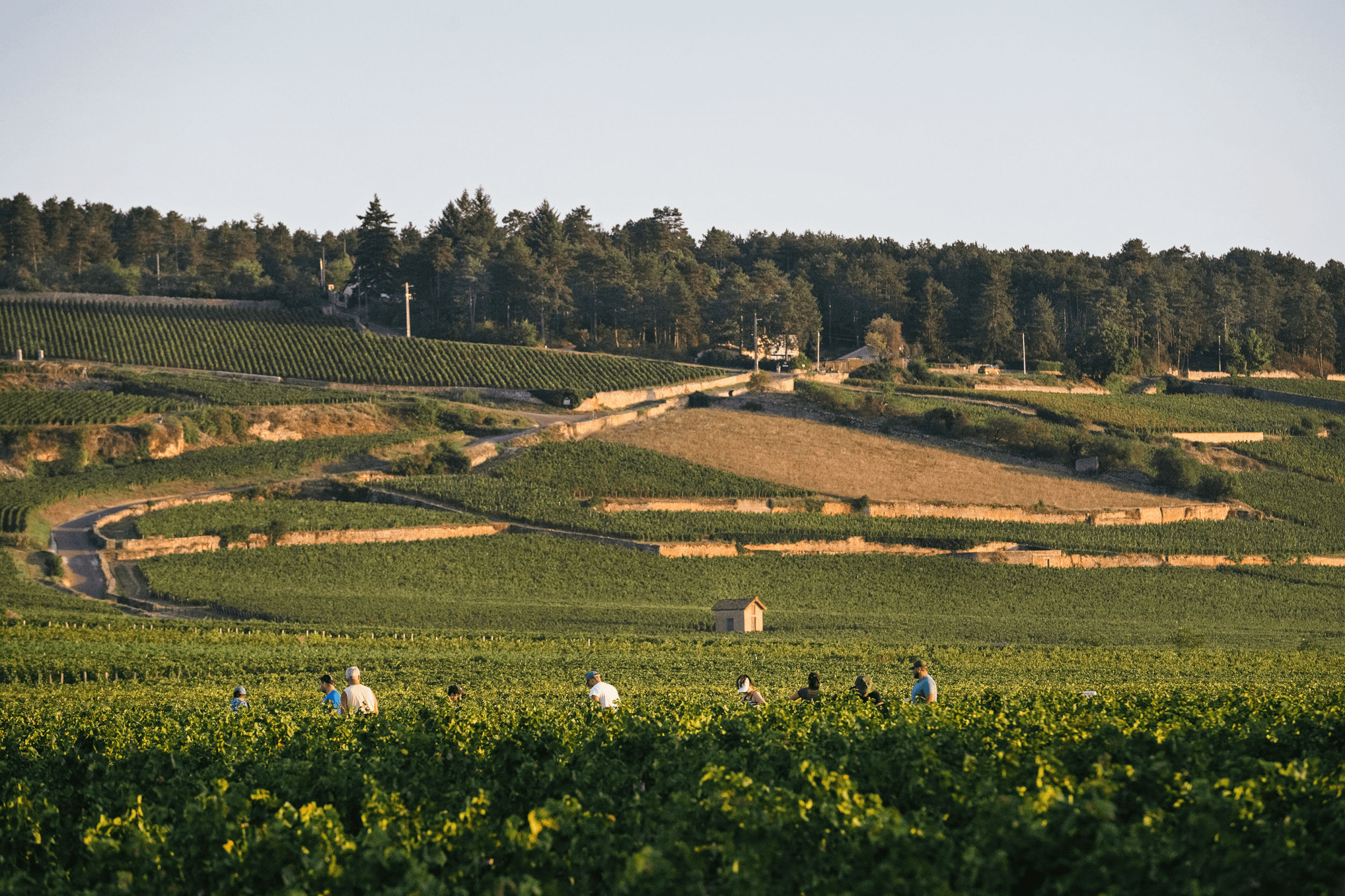 Une nouvelle ère s’ouvre pour Domaine Chanson - Domaine Chanson