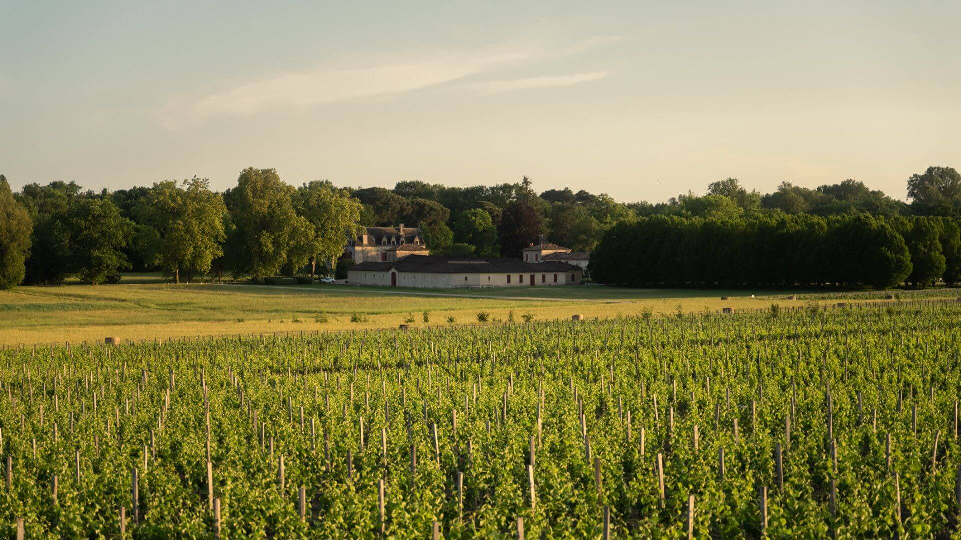 Accueil - Chateau Olivier