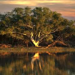 Billabong Billabong