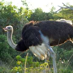 Ostrich Ostrich