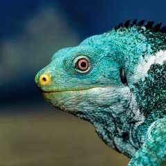 Fiji Iguana