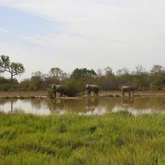 Mole National Park Mole National Park
