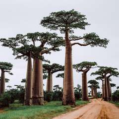 Avenue Baobabs Avenue Baobabs