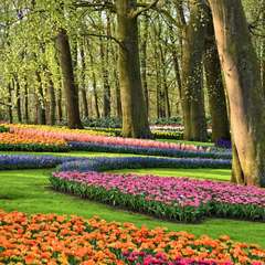 Keukenhof Tulips 