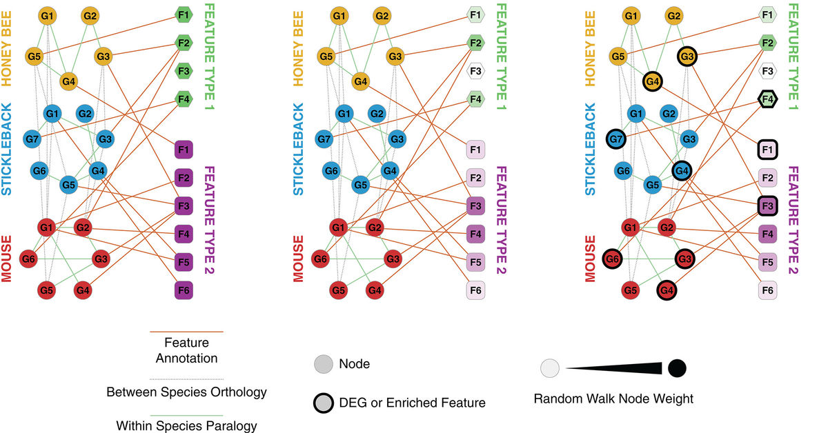 heterogenous gene network