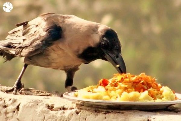 Shradh Crow