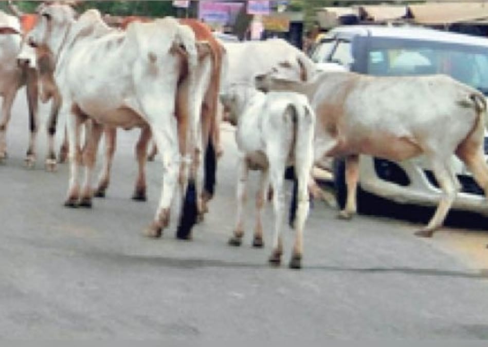 MP News- सड़कों पर घूमने वाले जानवरों को चारा खिलाना हुए प्रतिबंधित, जिला न्यायाधीश ने लिखा पत्र