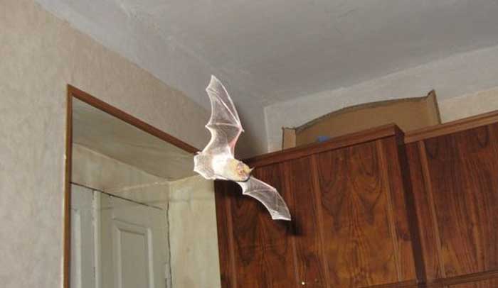 Bat 18.08.17 1