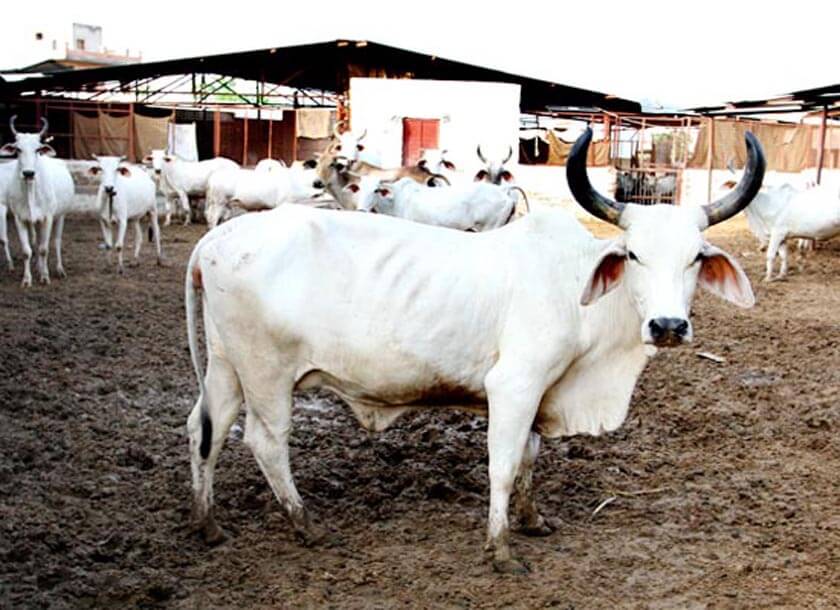 Benefits of cow dung 1