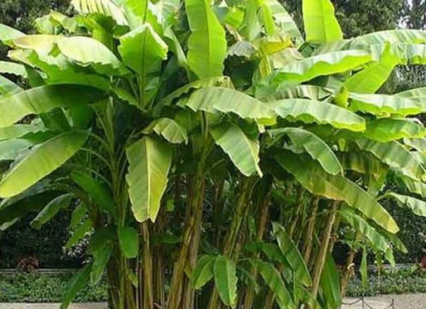 Kele ka ped 1