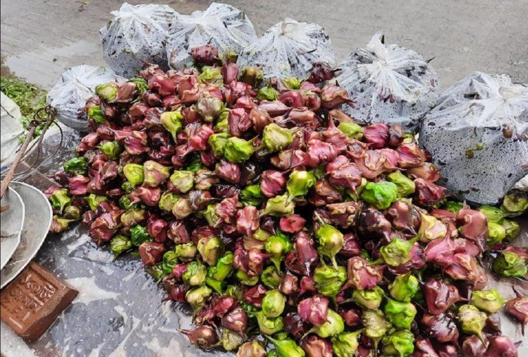 Water chestnut