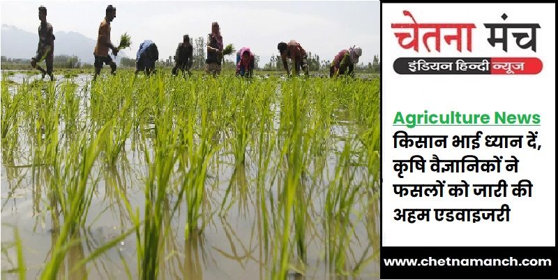 Agriculture News : किसान भाई ध्यान दें, कृषि वैज्ञानिकों ने फसलों के लिए जारी की अहम एडवाइजरी
