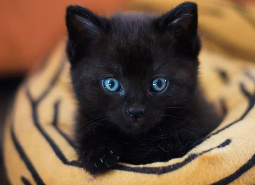 काली बिल्ली भी होती है वरदान, इन देशों में दिया जाता है महत्व, जानिए क्यों?