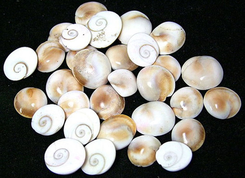 Gomti Chakras