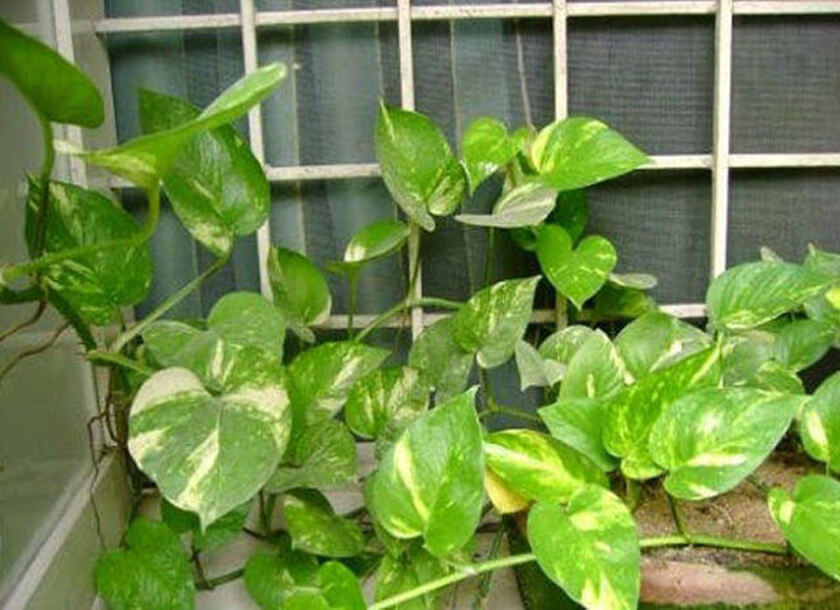 Money plant 1
