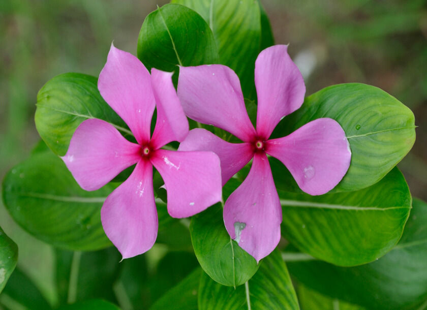 Periwinkle Catharanthus roseus 1