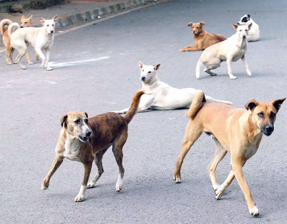 Dogs