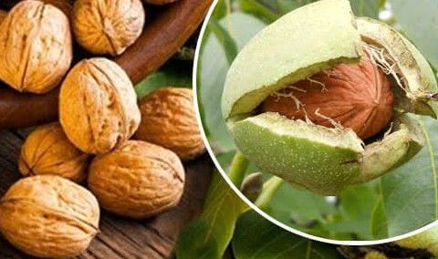 Health:'ब्रेन फूड' है अखरोट