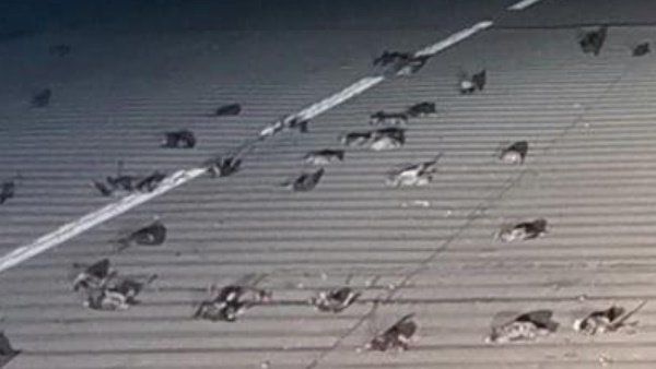 OMG और जब अचानक आसमान से होने लगी मृत पक्षियों की बारिश