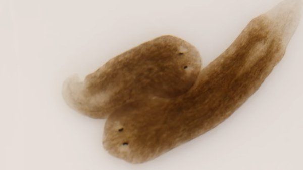 Flatworm दुनिया को तबाह कर देगा ये छोटा सा जीव! दुनियाभर के वैज्ञानिक हैं परेशान