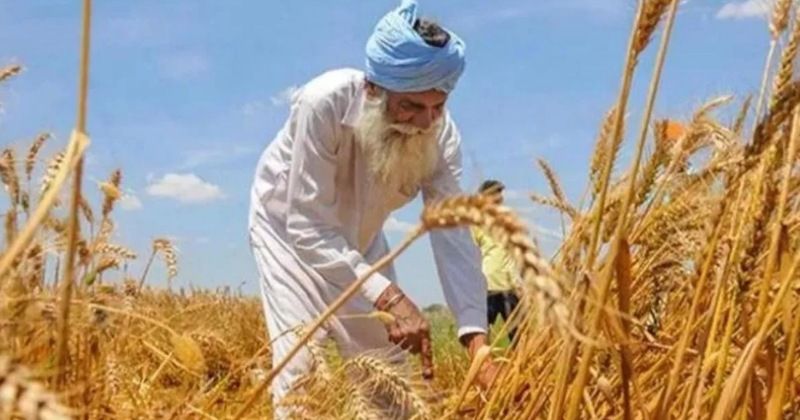 Wheat Export-भारत के गेहूं निर्यात पर प्रतिबंध से दुनिया में हलचल
