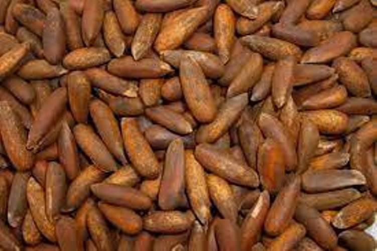 Health : मेवा ही नहीं, बहुगुणी औषधि भी है 'चिलगोजा'