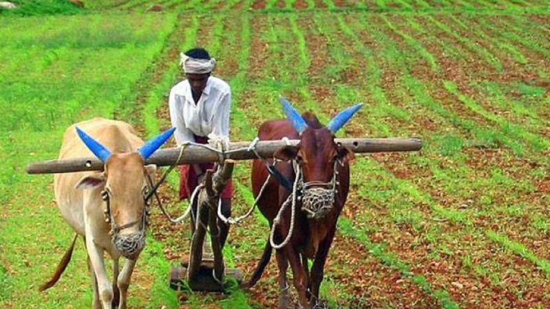 PM Kisan: अभी तक खाते में नहीं आई 11वी किस्त ? फटाफट करना होगा ये काम