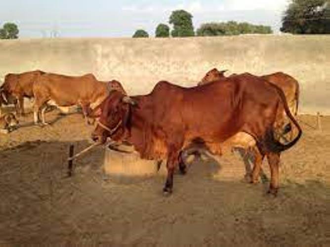 New Delhi News : स्थापना के 46 साल बाद हटाया गया घड़ौली डेयरी फार्म