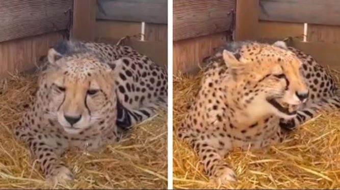 Cheetah 1